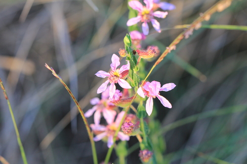 Cuphea linarioides (Cuphea linarioides)