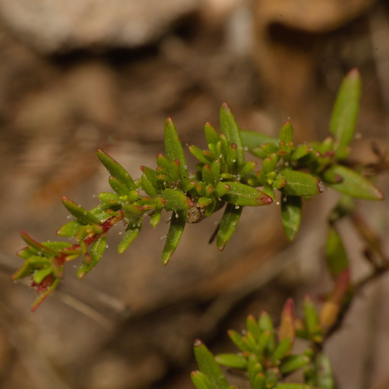 Cuphea linarioides: Cuphea linarioides in Brazil