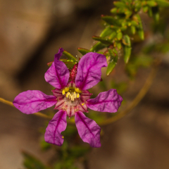 Cuphea linarioides (Cuphea linarioides)