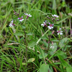 Cuphea lindmaniana (Cuphea lindmaniana)