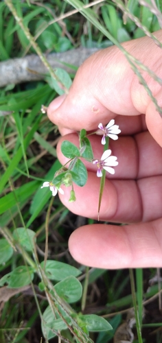 Cuphea lindmaniana (Cuphea lindmaniana)