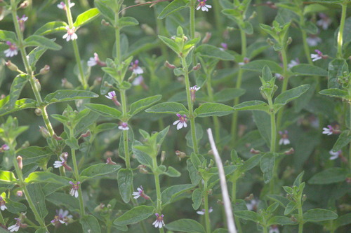 Cuphea lindmaniana (Cuphea lindmaniana)