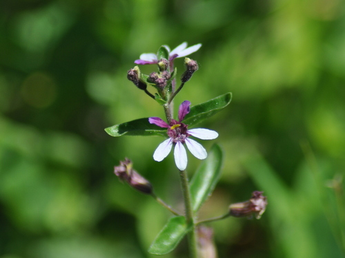 Cuphea lindmaniana (Cuphea lindmaniana)