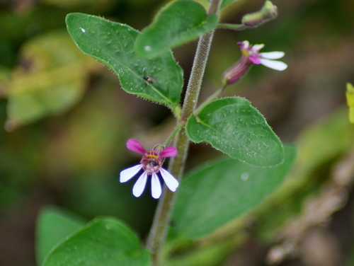 Cuphea lindmaniana (Cuphea lindmaniana)