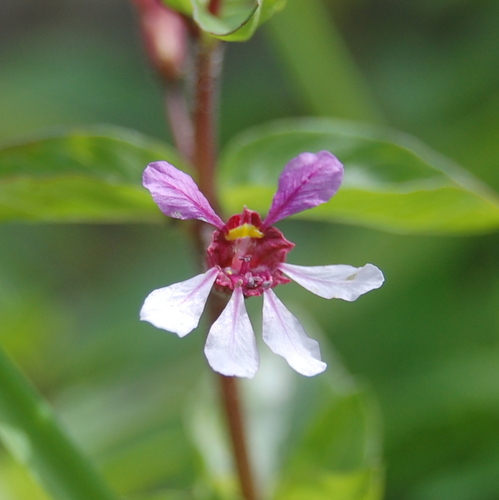 Cuphea lindmaniana (Cuphea lindmaniana)
