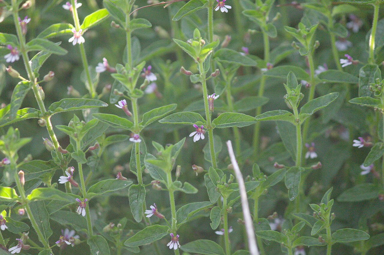 Cuphea lindmaniana: Picture of Cuphea lindmaniana from iNaturalist.