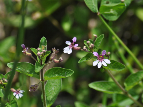 Cuphea lindmaniana (Cuphea lindmaniana)