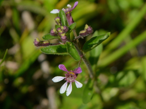 Cuphea lindmaniana (Cuphea lindmaniana)