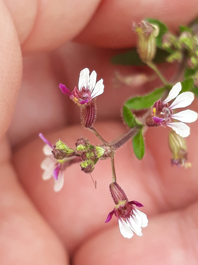 Cuphea lindmaniana (Cuphea lindmaniana)