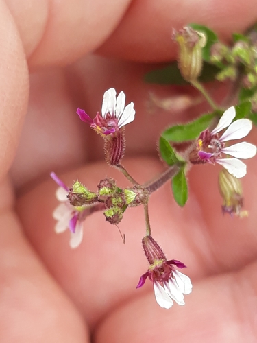 Cuphea lindmaniana (Cuphea lindmaniana)