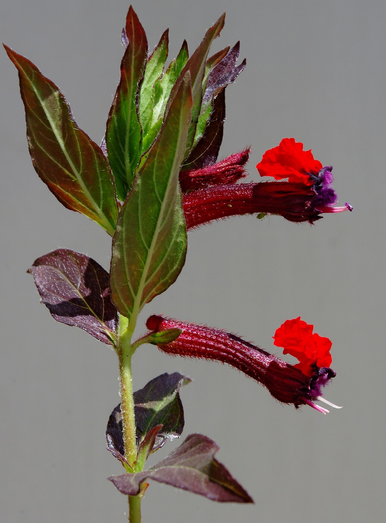 Cuphea llavea: The bat-faced cuphea ( Cuphea llavea ), in a garden in France.