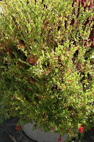 Cuphea llavea: Location taken: North Carolina Arboretum, Asheville, NC. Names: Cuphea llavea 'Rhumba' Lex., Rhumba Cuphe Classification: Plantae > Tracheophyta > Spermatopsida