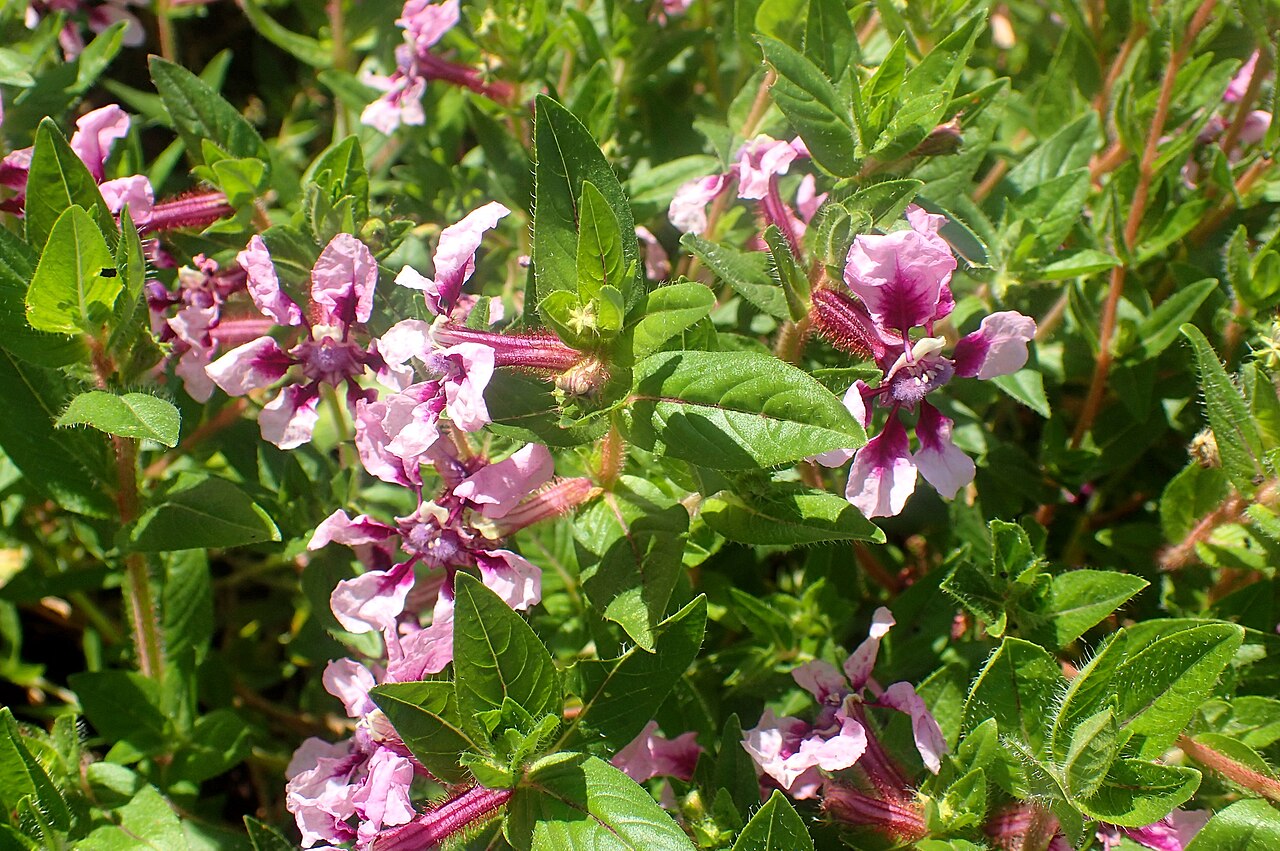 Cuphea llavea: Cuphea llavea 'Vienco' in the Missouri Botanical Garden, St. Louis
