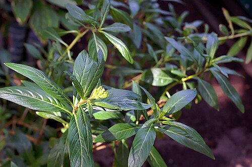 Cuphea llavea: Location taken: the New York Botanical Garden. Names: Cuphea llavea Lex. Classification: Plantae > Magnoliophyta > Magnoliopsida > Myrtales > Lythraceae > Parso