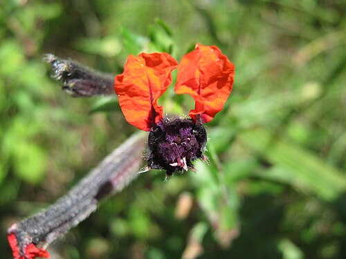Cuphea llavea: Cuphea llavea