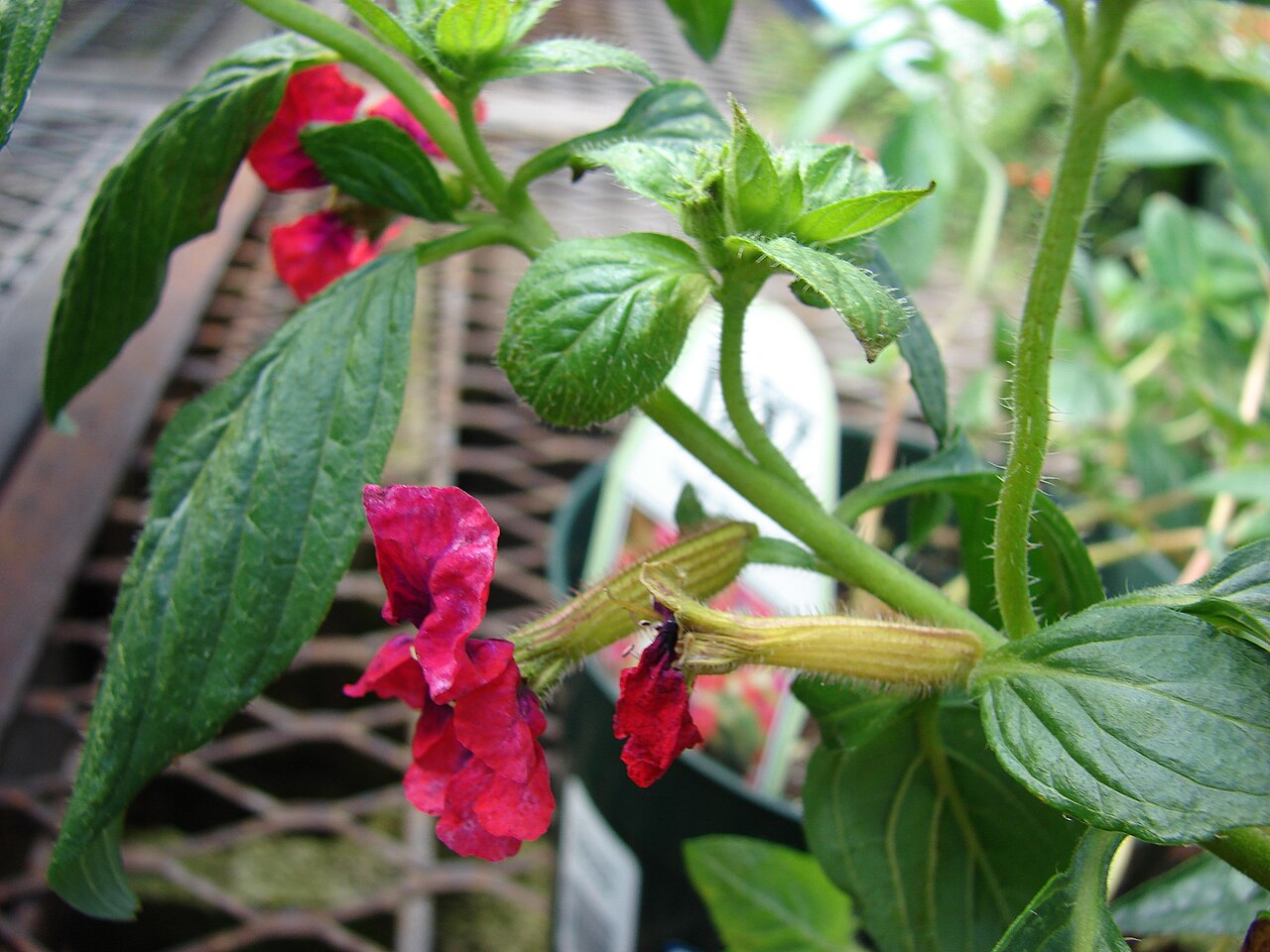 Cuphea llavea: Cuphea llavea ('Flamenco Samba' flowers and leaves). Location: Maui, Lowes Garden Center Kahului