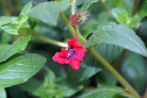 Cuphea llavea: Location taken: American Plant Food Company, 7405 River Road, Bethesda MD.. Names: Cuphea llavea 'Flamenco Rumba' , Cuphe Classification: Plantae > Tracheophyta