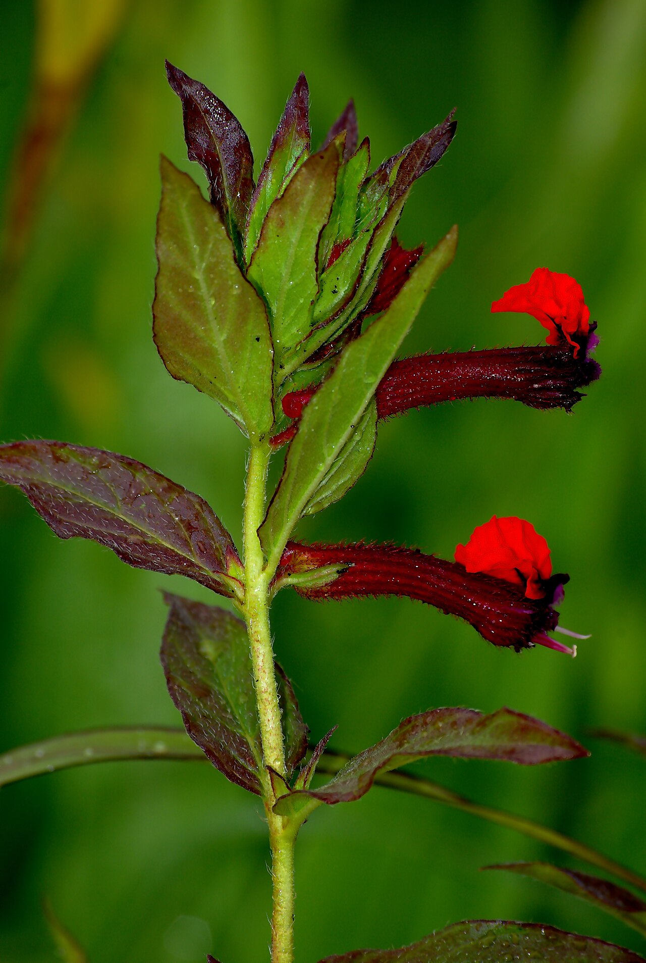 Cuphea llavea: The bat-faced cuphea ( Cuphea llavea ), photographed in a garden in France.