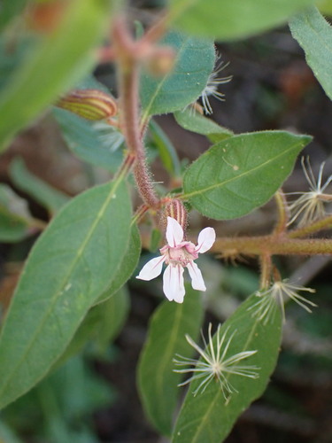 Cuphea lutescens (Cuphea lutescens)