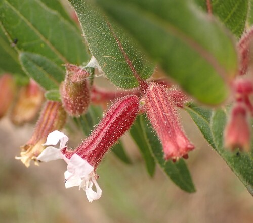 Cuphea lutescens (Cuphea lutescens)