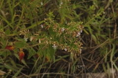 Cuphea lutescens (Cuphea lutescens)