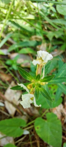 Cuphea lysimachioides (Cuphea lysimachioides)