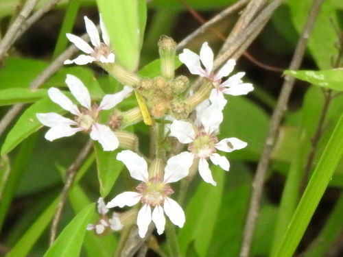 Cuphea lysimachioides (Cuphea lysimachioides)