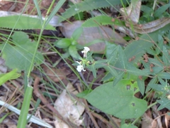 Cuphea lysimachioides (Cuphea lysimachioides)
