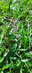 Cuphea lysimachioides (Cuphea lysimachioides)