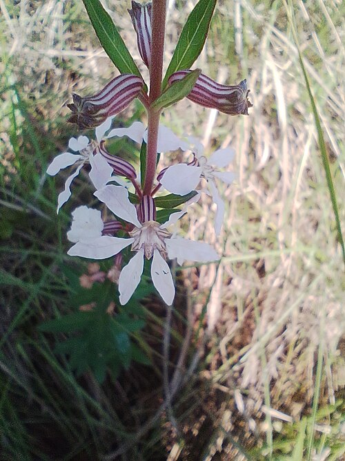 Cuphea lysimachioides: Cuphea lysimachioides, Posadas, Misiones, Argentina, 2024-10-17 (iNaturalist).