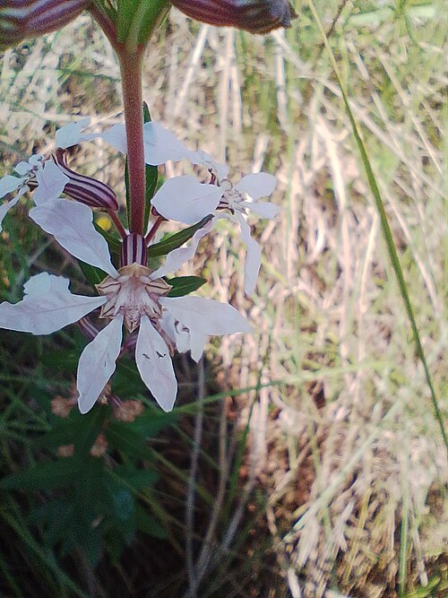 Cuphea lysimachioides: Cuphea lysimachioides, Posadas, Misiones, Argentina, 2024-10-17 (iNaturalist).