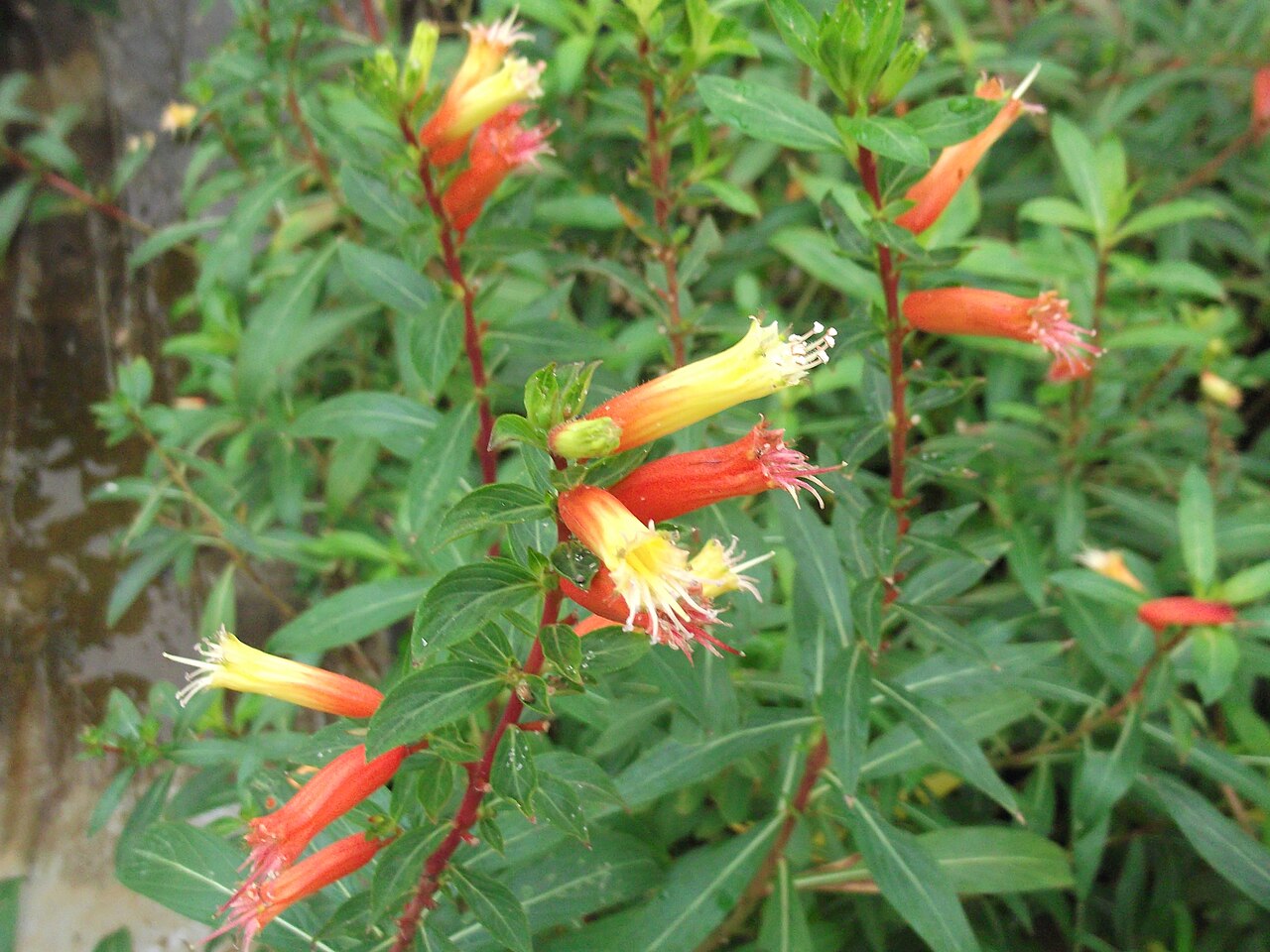 Cuphea melvilla: Herb,flowers red at base,green at apex.