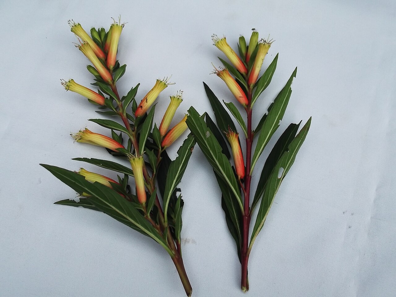 Cuphea melvilla: False heather-herb,flowers red and green tip.