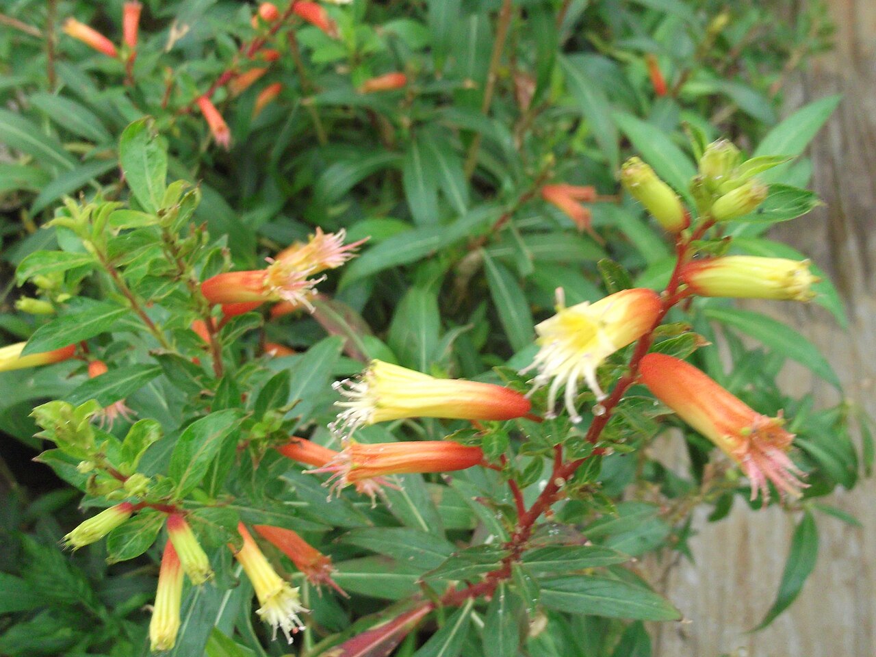 Cuphea melvilla: Herb,flowers red at base,green at apex.
