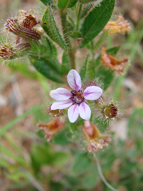Tinypetal waxweed: Cuphea micrantha - LYTHRACEAE Chapada Imperial - Brasília - Distrito Federal - Brasil.