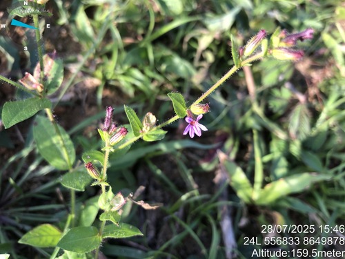 Tinypetal waxweed (Cuphea micrantha)