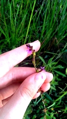 Tinypetal waxweed (Cuphea micrantha)