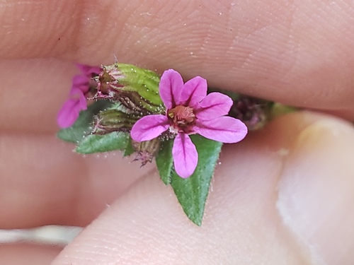 Tinypetal waxweed (Cuphea micrantha)