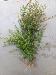 Tinypetal waxweed (Cuphea micrantha)