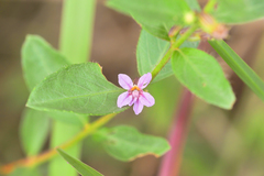 Cuphea myrtifolia (Cuphea myrtifolia)