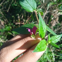Cuphea nitidula (Cuphea nitidula)