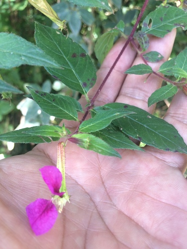 Cuphea nitidula (Cuphea nitidula)