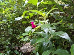 Cuphea nitidula (Cuphea nitidula)