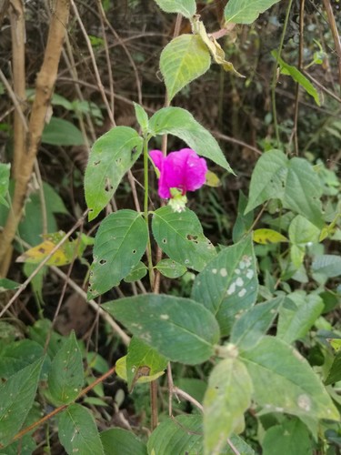 Cuphea nitidula (Cuphea nitidula)