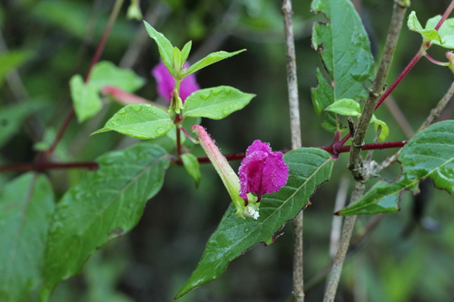 Cuphea nitidula (Cuphea nitidula)