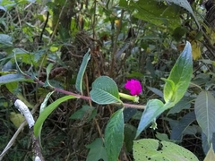 Cuphea nitidula (Cuphea nitidula)