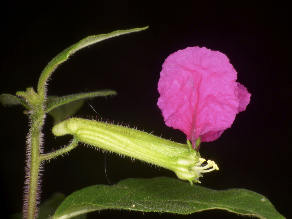 Cuphea nitidula (Cuphea nitidula)