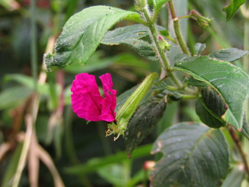Cuphea nitidula (Cuphea nitidula)