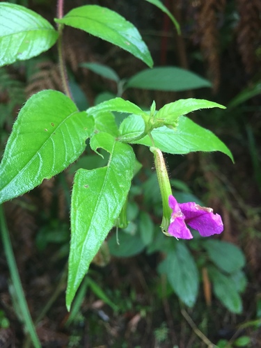 Cuphea nitidula (Cuphea nitidula)