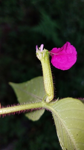 Cuphea nitidula (Cuphea nitidula)